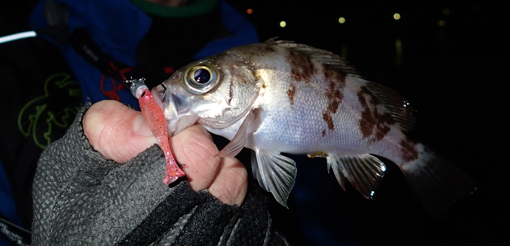 flash j huddle 1 sw fish arrow