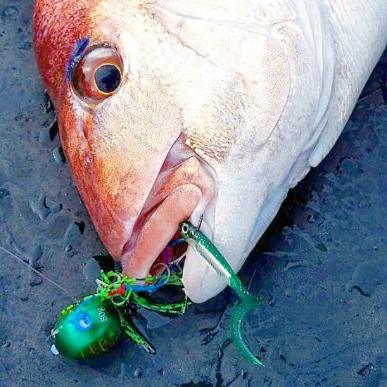 釣り河北 日本海庄内沖のルアーマダイ 鯛ラバ ジグで狙う春真鯛 フィッシュアロー公式ブログ