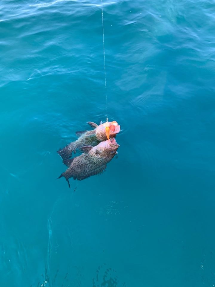 沼津のボートロックフィッシュ フィッシュアロー公式ブログ