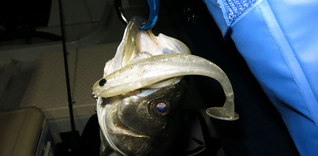 春のシーバスゲームでビッグベイトの可能性を探る 小町広一氏レポート Salt Field Report